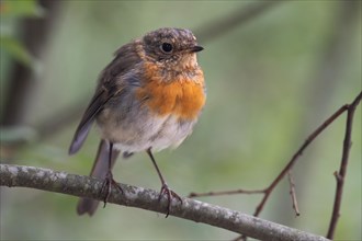 European robin