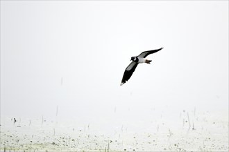Flying northern lapwing