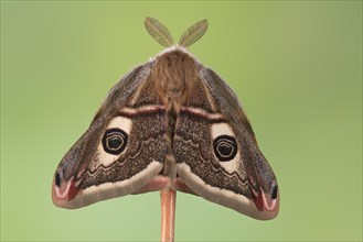 Small emperor moth