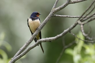 Barn swallow