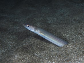 Golden Balearic sea eel