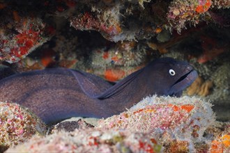 Black moray eel