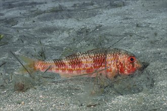 Striped red mullet