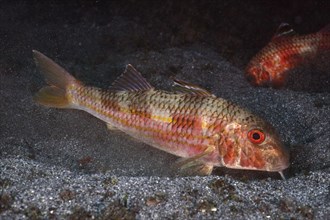 Striped red mullet