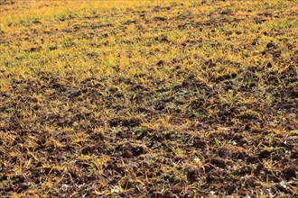 Field treated with a plant poison in front of cultivation
