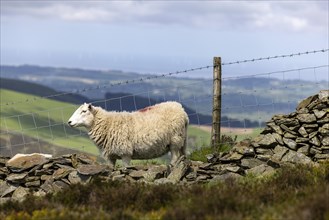 Sheep in front of dry stone wall and barbed wire