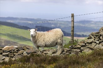 Sheep in front of dry stone wall and barbed wire