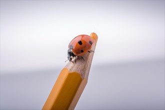 Beautiful photo of red ladybug walking on a color pencil