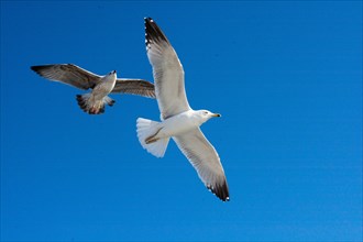 Pair of seagulls flying in the sky background