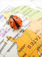 Ladybug walking on a little colorful model globe