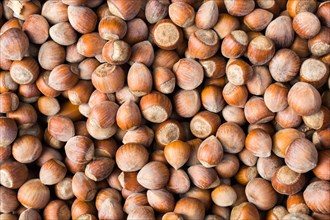Dried unshelled hazelnuts seeds of Whole nuts as background