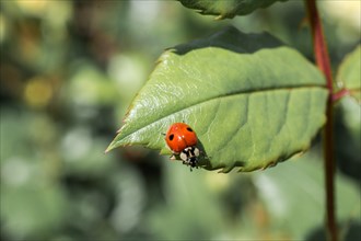Picture of a Ladybug sitting on a green leaf