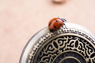 Beautiful photo of red ladybug walking on a pocket watch