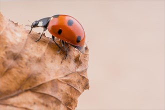 Beautiful photo of red ladybug walking on a dry leaf