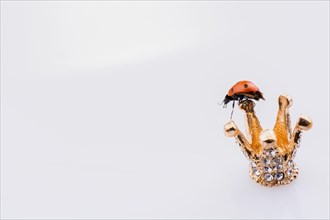 Ladybug is walking around on a little model crown