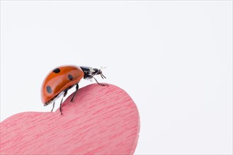 Beautiful photo of red ladybug walking on a pink heart icon