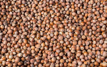 Dried unshelled hazelnuts seeds of Whole nuts as background