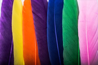 Studio shot photo of colored bird feathers as texture background