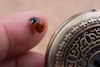 Beautiful photo of red ladybug walking on a pocket watch