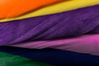 Studio shot photo of colored bird feathers as texture background