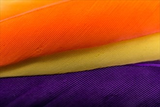Studio shot photo of colored bird feathers as texture background