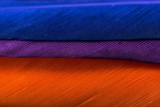 Studio shot photo of colored bird feathers as texture background