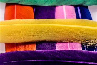 Studio shot photo of colored bird feathers as texture background