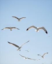 Flock of seagulls skying in the sky