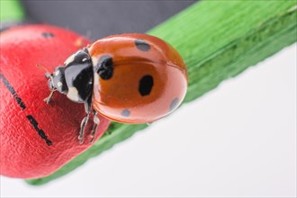 Beautiful photo of red ladybug walking around objects