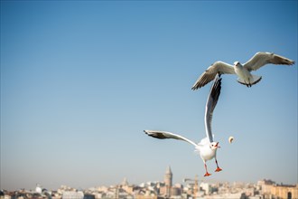 Pair of seagulls are flying in a sky as a background