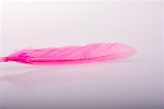 Studio shot photo of colored bird feathers as texture background