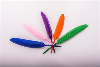 Studio shot photo of colored bird feathers as texture background