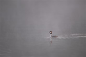A Great Crested Grebe in the early morning mist