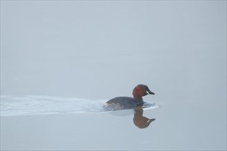 A Little Grebe reflected in the water