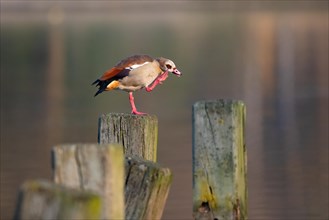 A Egyptian goose scratches its eye