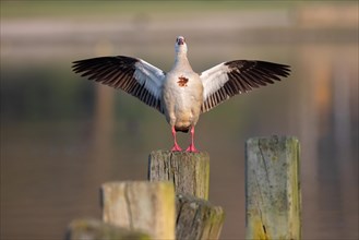 A Egyptian goose flaps its wings