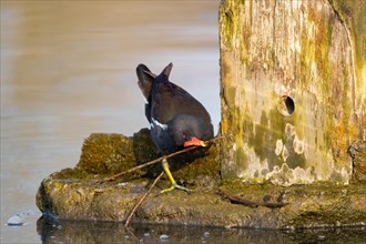 A water rail fights with a twig