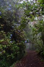 A levada walk on Madeira Island