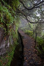 A levada hike on Madeira Island- located in the Atlantic Ocean- surrounded by forest