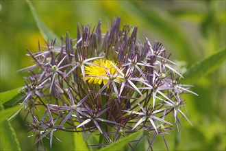 Flower of common dandelion