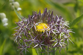Flower of common dandelion