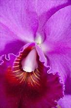 Rhyncholaeliocattleya Lucky Strike