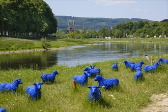 Blue sheep on the banks of the Weser
