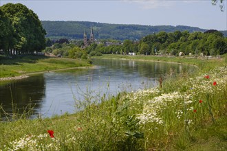 Flowering camomile and poppies on the banks of the Weser