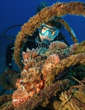 Diver looking closely at dripping tassled scorpionfish