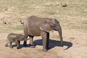 African bush elephants
