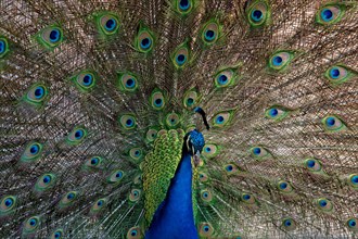 Peacock Tail Display