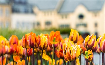 Tulips in flower beds
