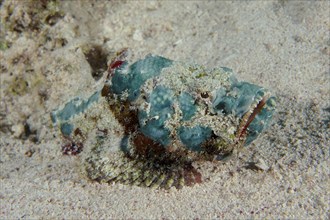 Juvenile false stonefish