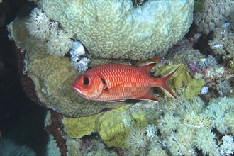 White fringed soldierfish